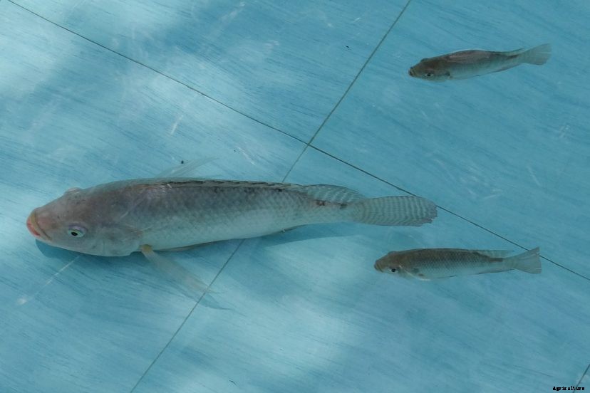 Can Tilapia And Bass Live Together?