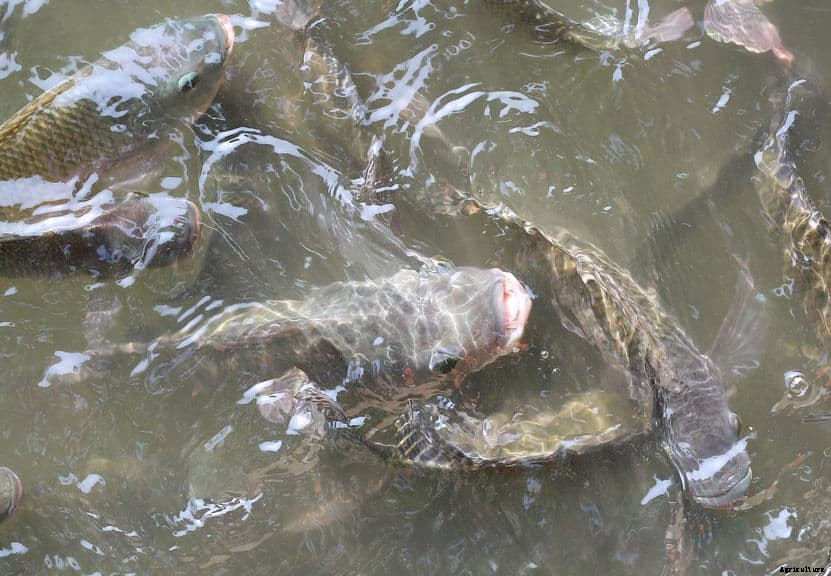 Can Tilapia And Bass Live Together?