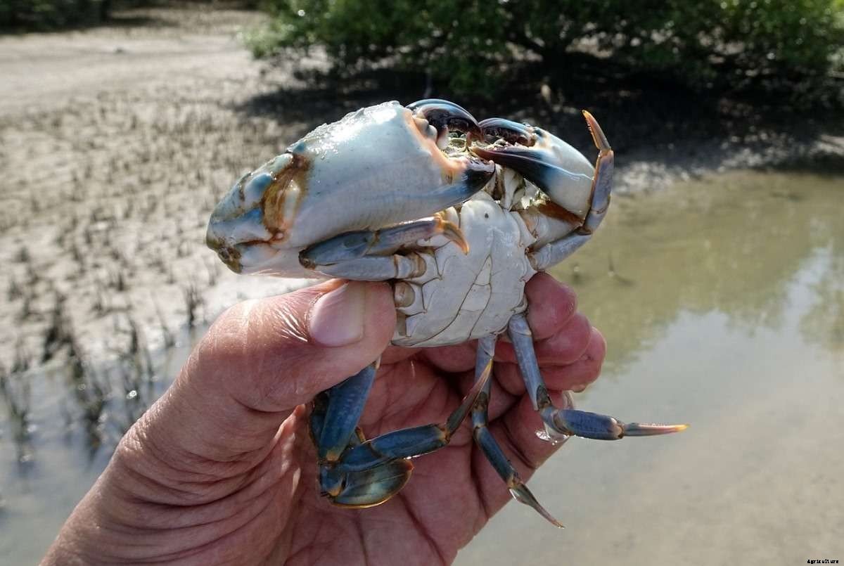 Mud Crab Project Report, Culture Profit, and Cost
