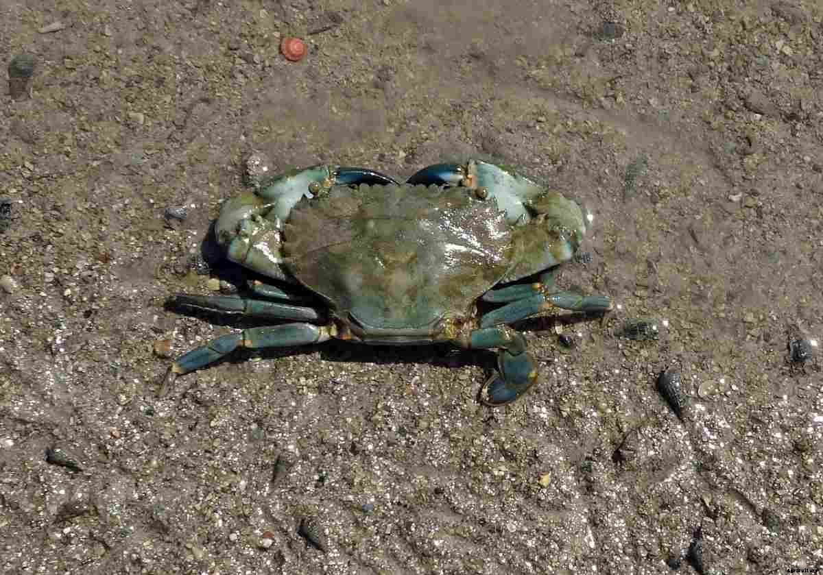 Mud Crab Project Report, Culture Profit, and Cost