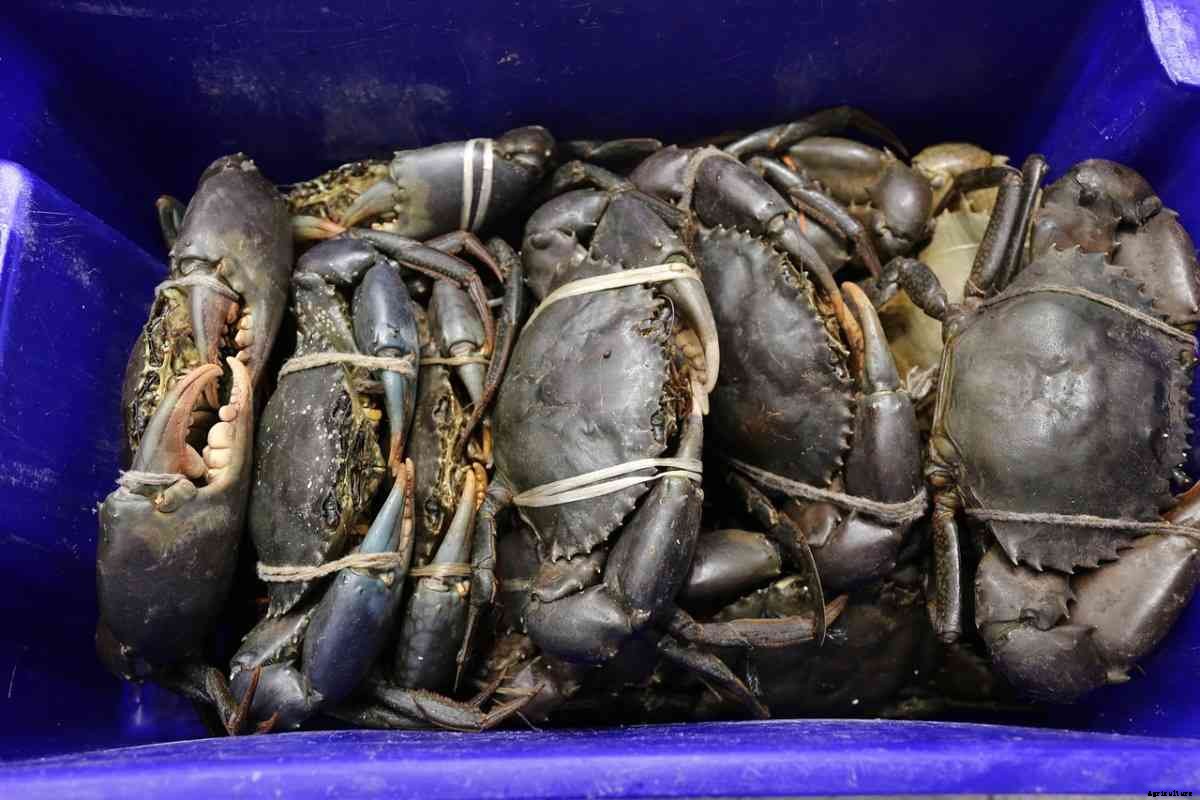Mud Crab Project Report, Culture Profit, and Cost