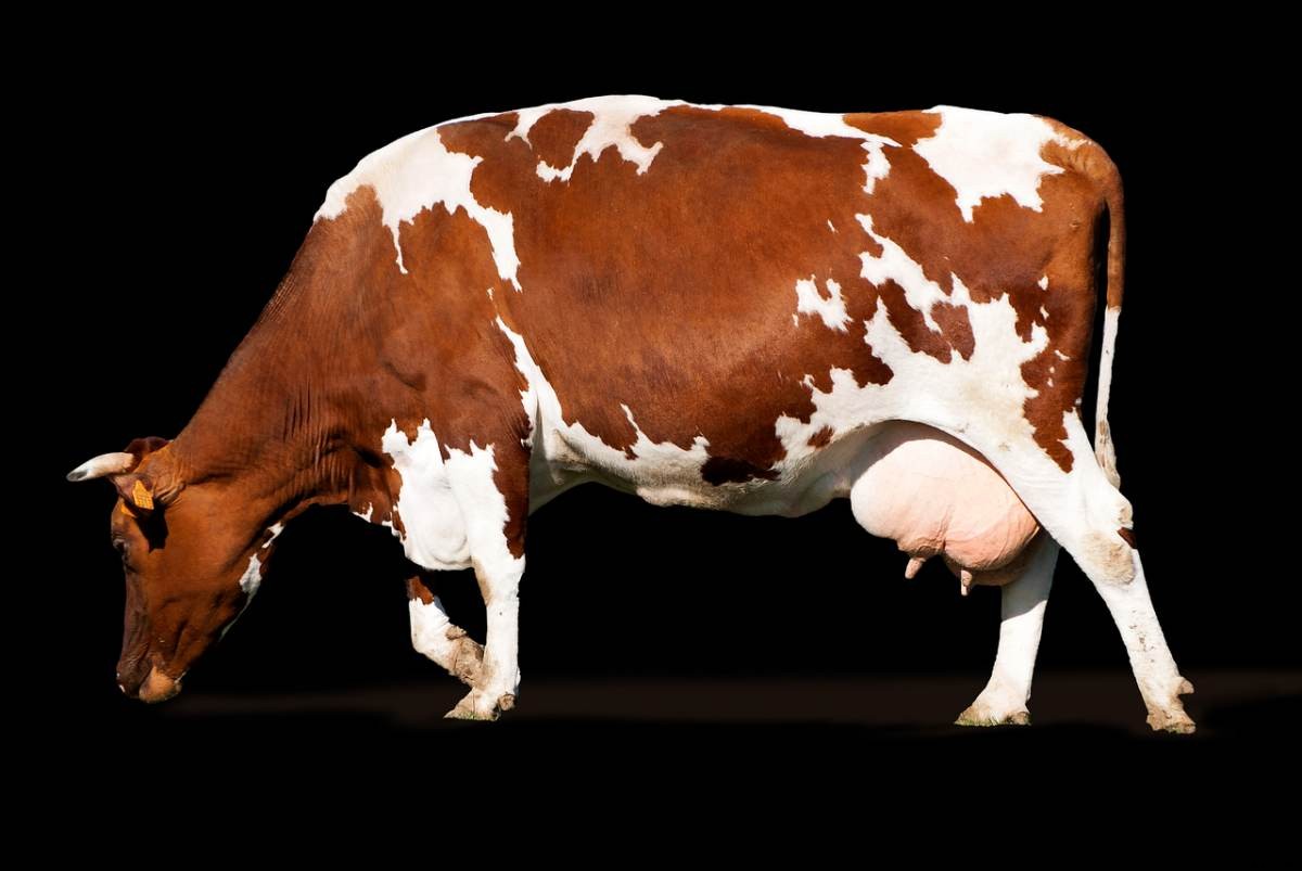 Dairy Farming Subsidy In India – By Government