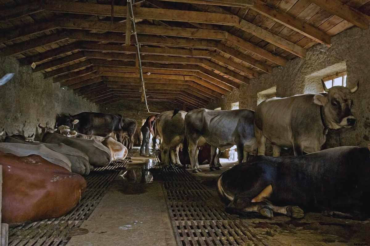 Dairy Farming Subsidy In India – By Government