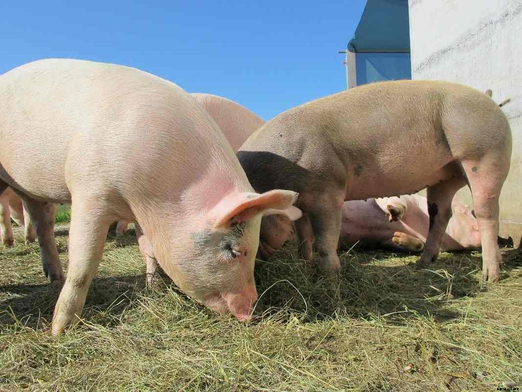 Pig Farming Subsidy and Loan in India – A Full Guide