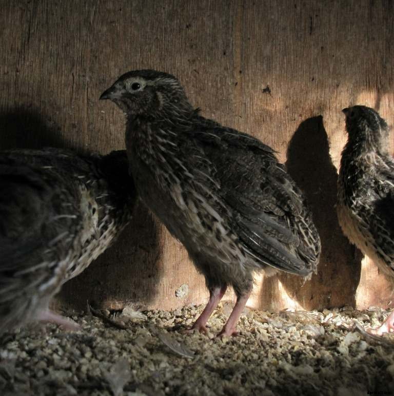 Quail Farming Business Plan, License for Profits