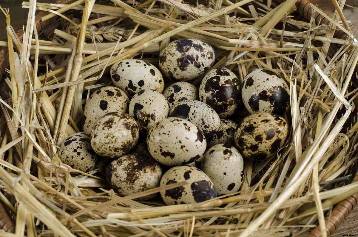 Quail Farming Business Plan, License for Profits