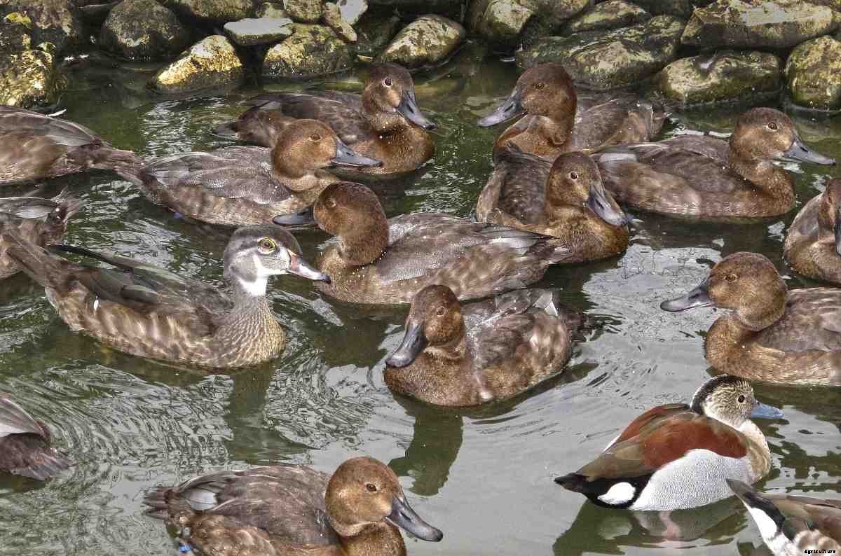 Duck Farming Basics, Housing, Feeding for Eggs, Meat