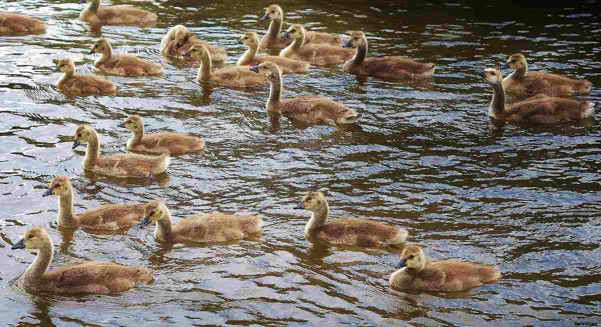 Duck Farming Basics, Housing, Feeding for Eggs, Meat