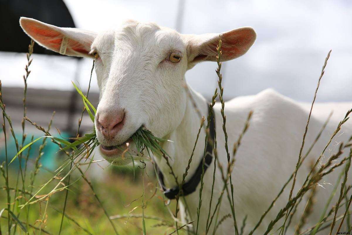 Goat Farming Plan in India – A Beginners Guide