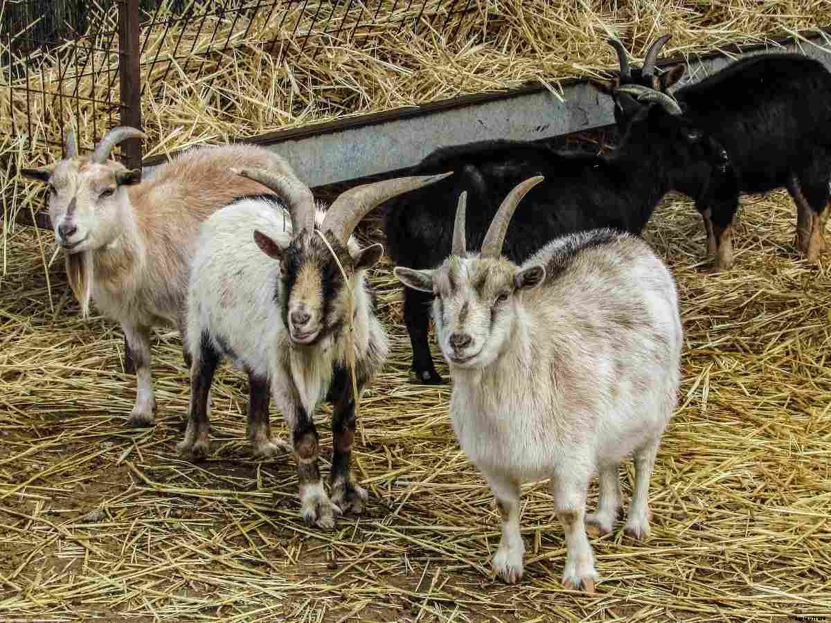 Goat Farming Plan in India – A Beginners Guide