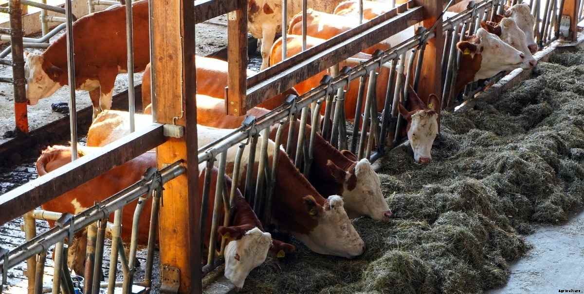 Dairy Farming Plan in India – A Full Guide