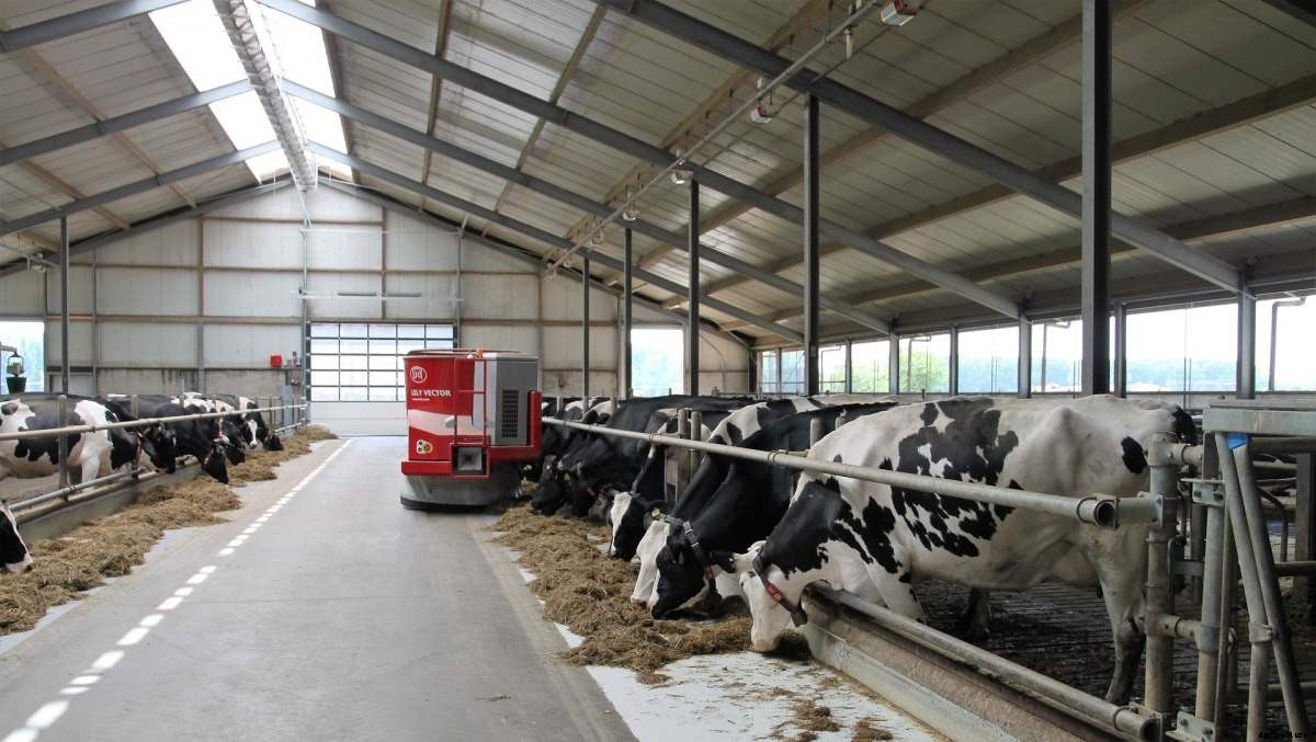 Dairy Farming Plan in India – A Full Guide