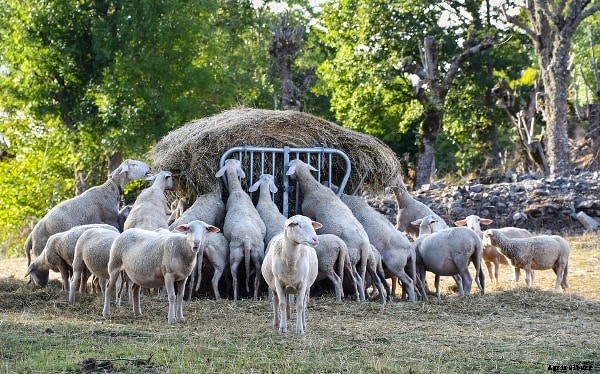 Sheep Farming In Bangladesh, Sheep Breeds