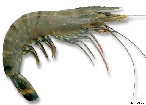 Prawn Cultivation – A Complete Guide For Beginners