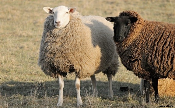 Sheep Farming In India Information For Beginners