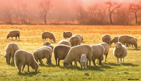 Sheep Farming In India Information For Beginners