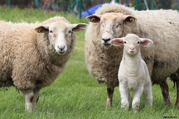 Sheep Farming In India Information For Beginners