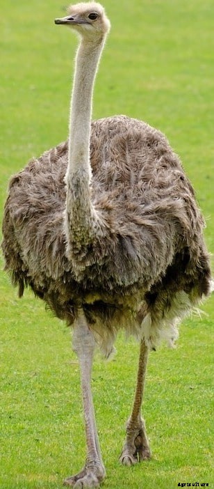 Raising Emu Birds for Profit Information