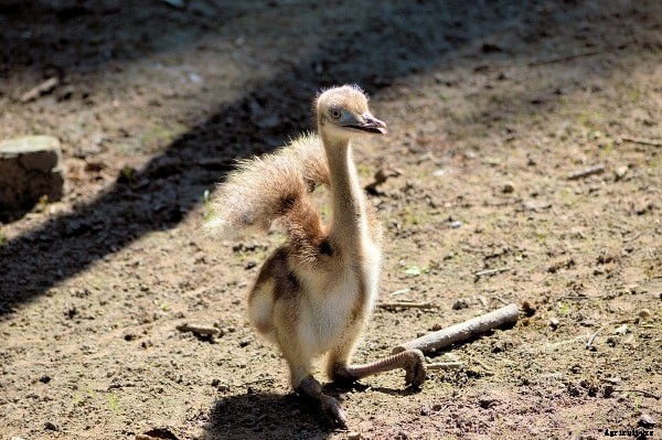Raising Emu Birds for Profit Information