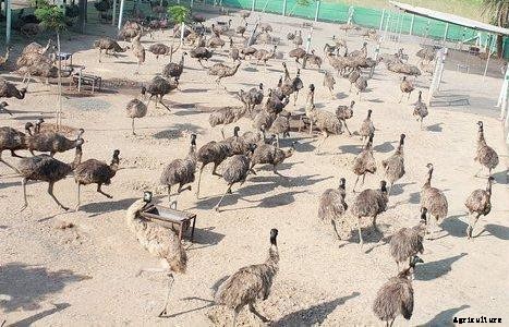 Raising Emu Birds for Profit Information