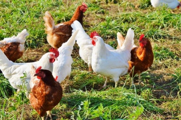 Raising Free Range Chickens Information