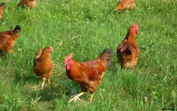 Raising Free Range Chickens Information