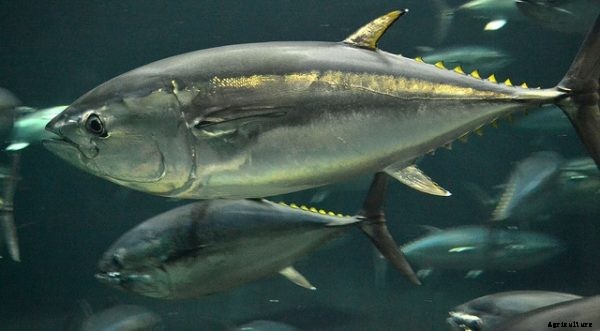 Tuna Fish Farming Guide For Beginners