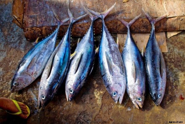 Tuna Fish Farming Guide For Beginners