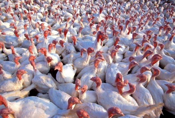Turkey Farming Information For Beginners