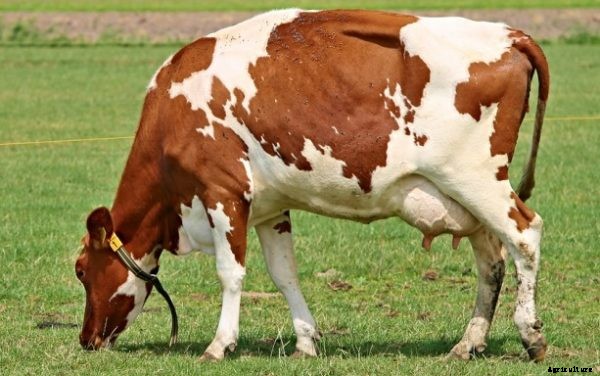 Small Scale Dairy Farming Information