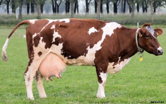 Small Scale Dairy Farming Information