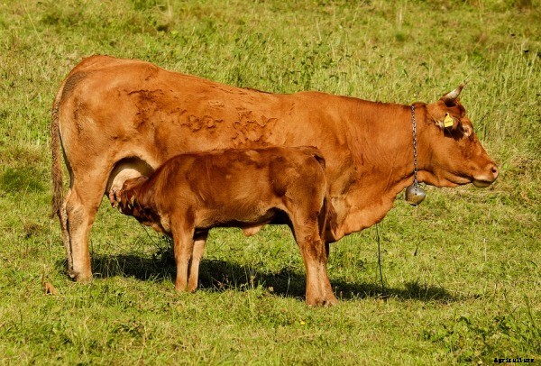 Small Scale Dairy Farming Information