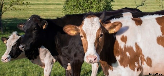 Small Scale Dairy Farming Information