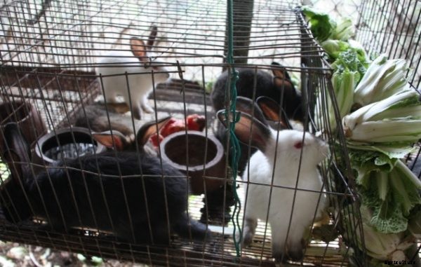 Rabbit Farming Business Plan and Information