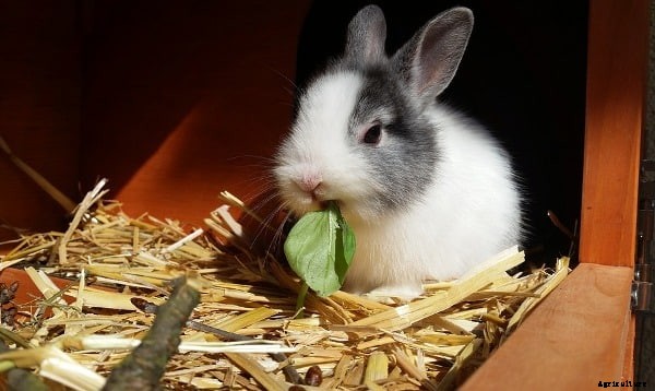 Rabbit Farming Business Plan and Information
