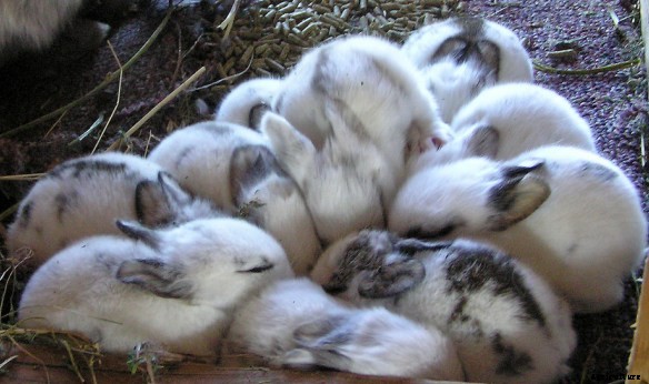 Rabbit Farming Business Plan and Information