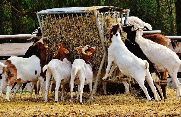 Goat Farming Business For Beginners