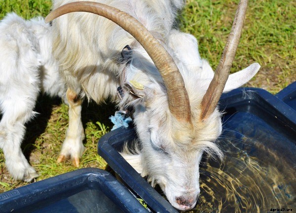 Goat Farming Business For Beginners
