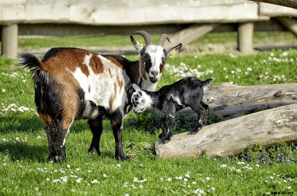 Goat Farming Business For Beginners