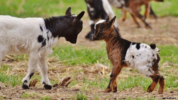 Pet Pygmy Goat – Is It Ideal To Bring One Home