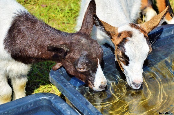 Goat Diseases and Control Measures
