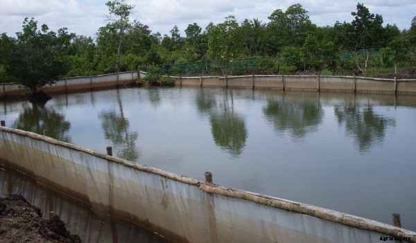 Tilapia Fish Farming Information Guide For Beginners