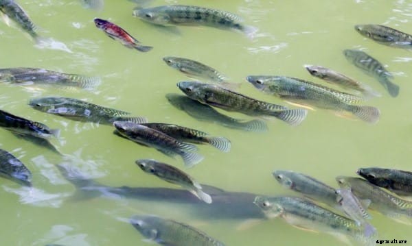 Tilapia Fish Farming Information Guide For Beginners