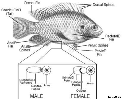 Tilapia Fish Farming Information Guide For Beginners