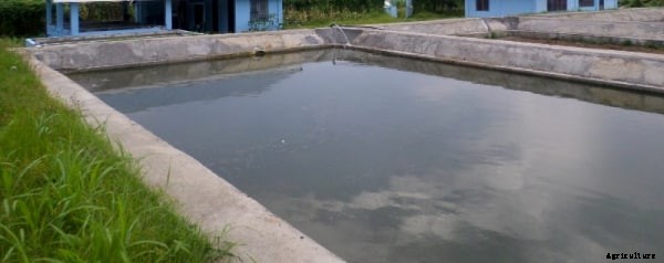 Tilapia Fish Farming Information Guide For Beginners