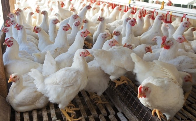 Poultry Farming Information Guide