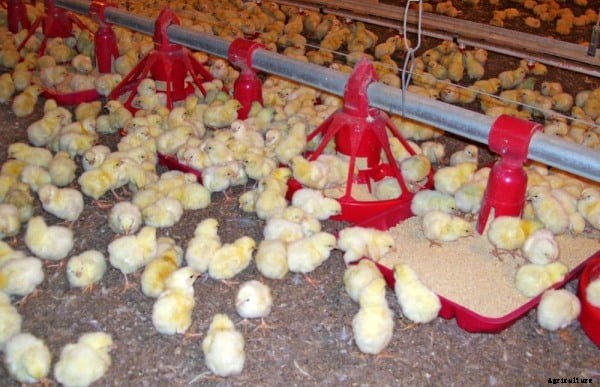 Poultry Farming Information Guide