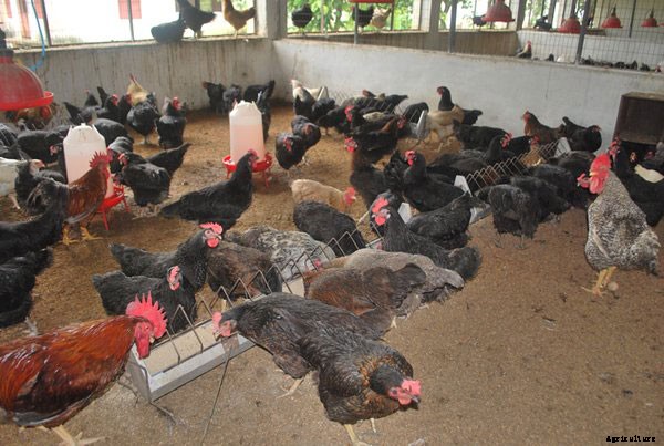 Poultry Farming Information Guide
