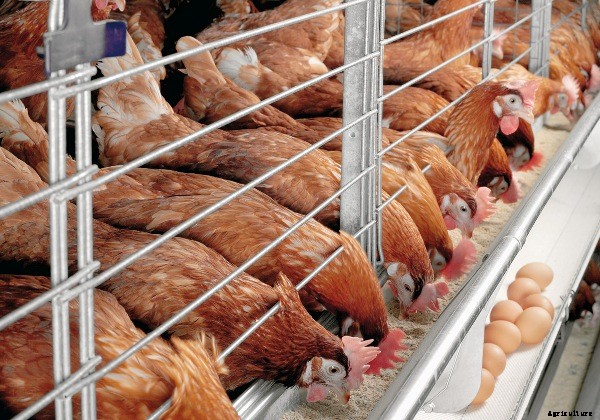 Poultry Farming Information Guide