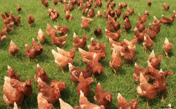 Poultry Farming Information Guide